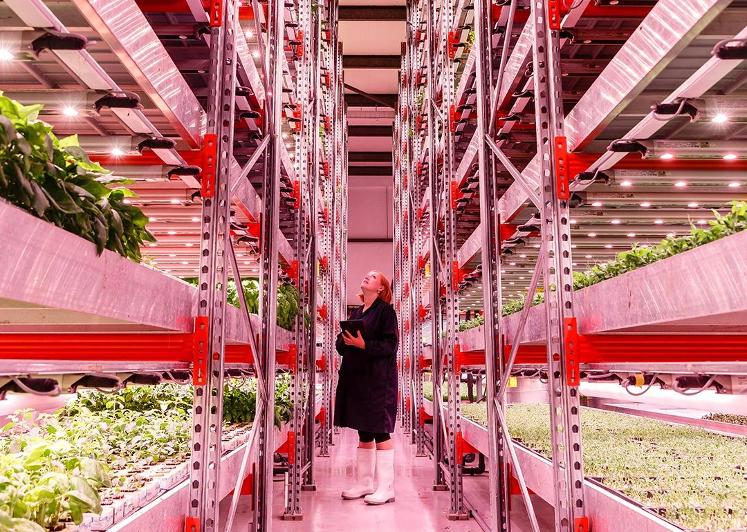 A vertical farm with stacks of leafy greens lit by pink LEDs, and a person in a coat and boots observing the plants.