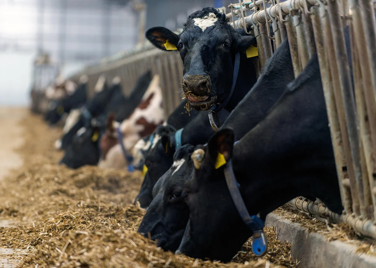 Cows eating in a barn, representing agriculture in states with greenhouse gas emissions.