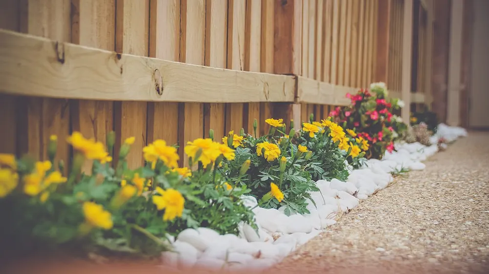Image of yellow flowers beside a wooden fence at a landscaping business for sale in Canada