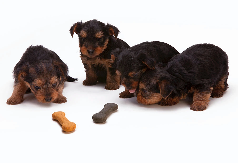 Puppies eating treats | pet stores for sale in Canada