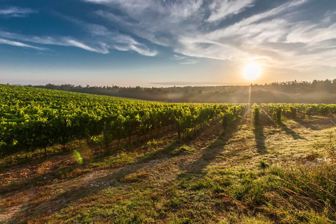 Image of a vineyard of a top vineyard for sale in Canada