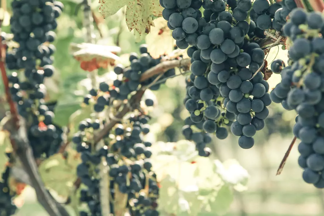 Image of dark ripe grapes in a top vineyard for sale in Canada